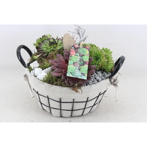 arr4 Semp MB - Jute/gaasmand 285/4