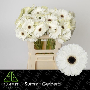 GE GR WHITE HOUSE EXTRA LANG