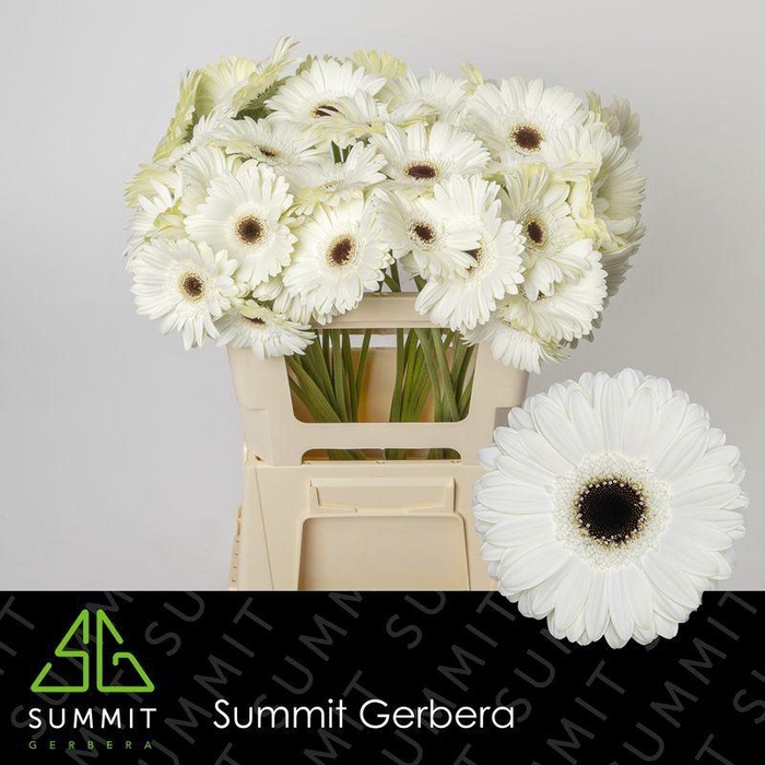 <h4>GE GR WHITE HOUSE EXTRA LANG</h4>