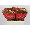 Hypericum Rainbow Romance
