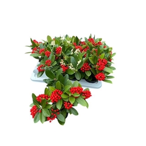 Skim Ja Oberries Red