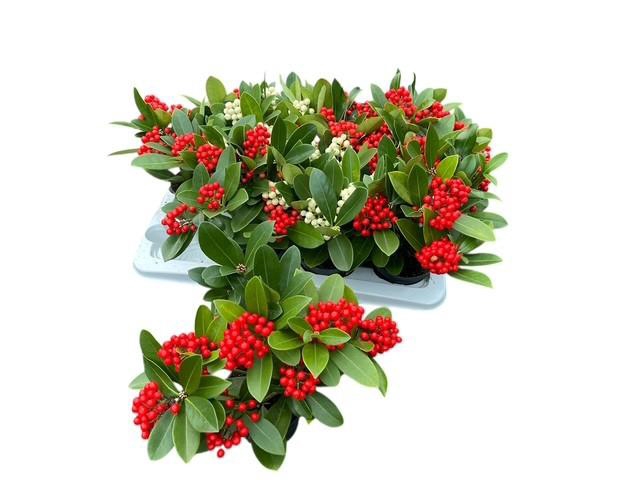 <h4>SKIM JA OBERRIES RED</h4>