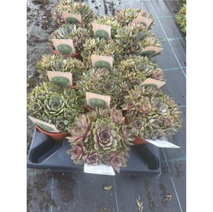 SEMPERVIVUM-HYBRID  P12 M. ETIKET