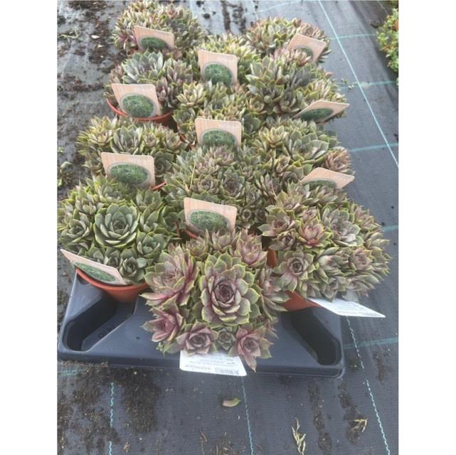 SEMPERVIVUM-HYBRID  P12 M. ETIKET