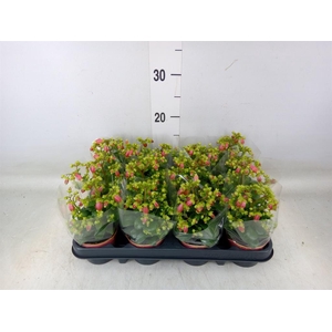 Kalanchoe HG 'Dream Bells'