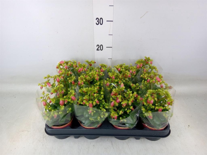 <h4>Kalanchoe HG 'Dream Bells'</h4>