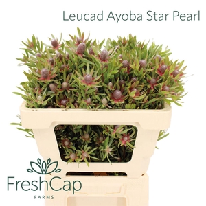 Leucad Ayoba Star Pearl