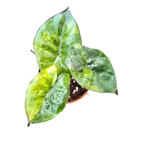 Alocasia Yucatan Princess Aurea