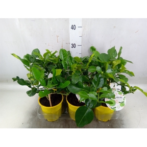 Citrus hystrix