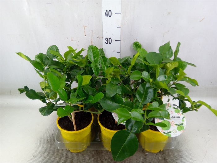 <h4>Citrus hystrix</h4>