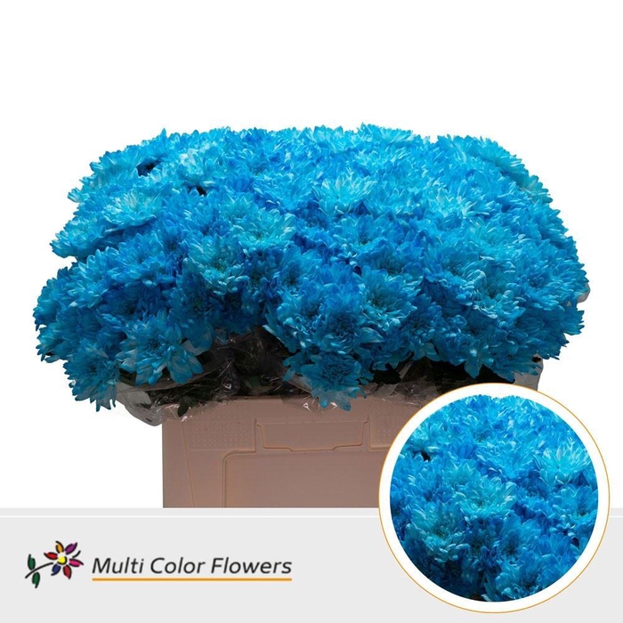 <h4>Chr. Tr 'Baltica' DYED Blue Light</h4>