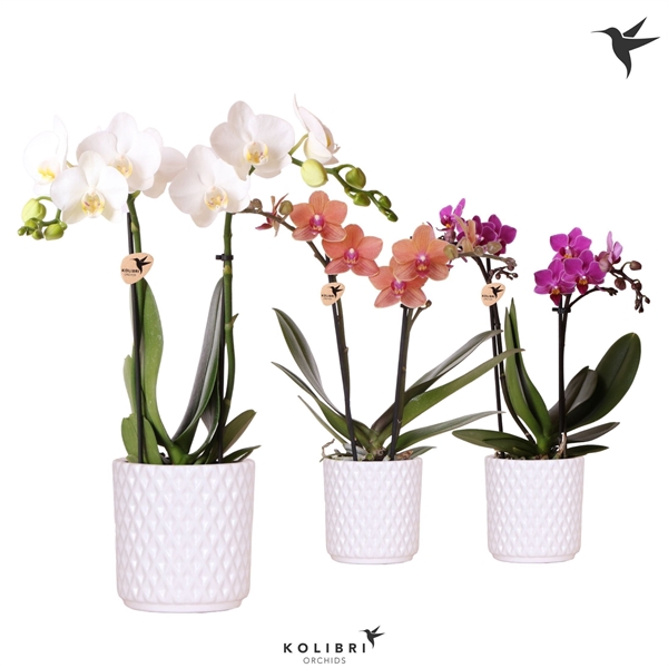 <h4>Phalaenopsis gemengd</h4>