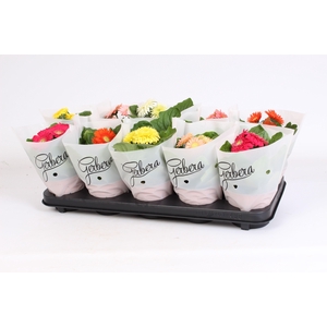 Gerbera 2+ cutie in frosted hoes