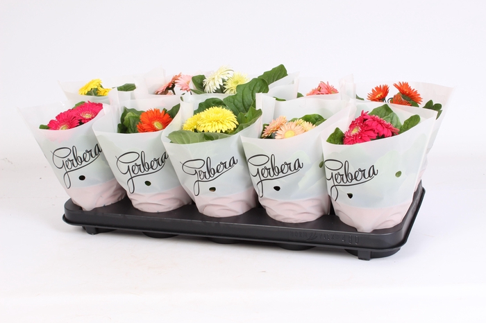 <h4>Gerbera 2+ cutie in frosted hoes</h4>