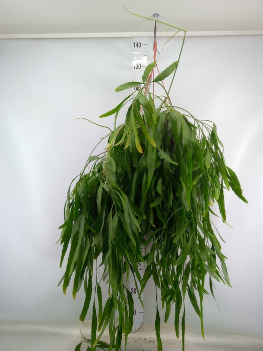 <h4>Rhipsalis   ...</h4>