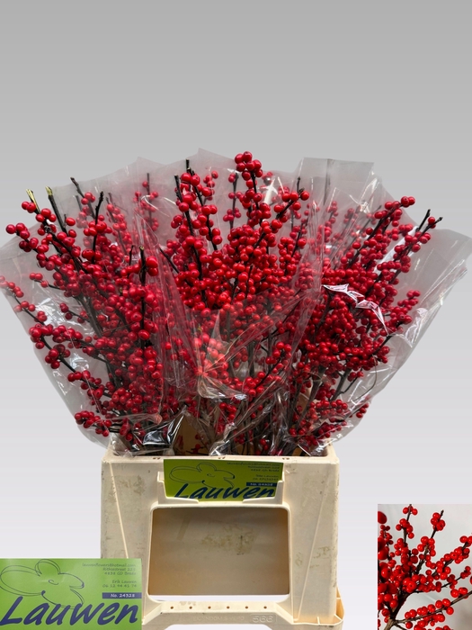 <h4>ILEX VE RODE BES</h4>