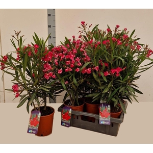 NERI OLEANDER