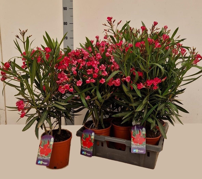 <h4>NERI OLEANDER</h4>