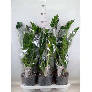 Zamioculcas zamiifolia