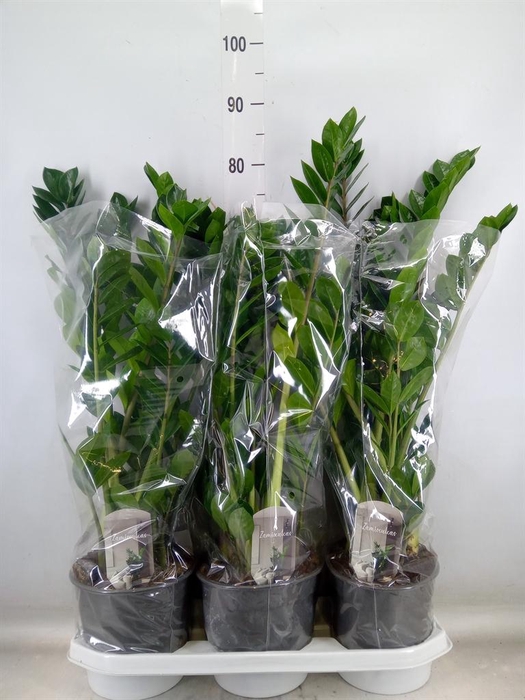 <h4>Zamioculcas zamiifolia</h4>