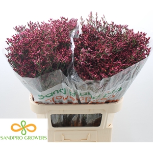 Limonium sinense Scarlet Diamond
