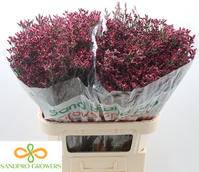 <h4>Limonium sinense Scarlet Diamond</h4>