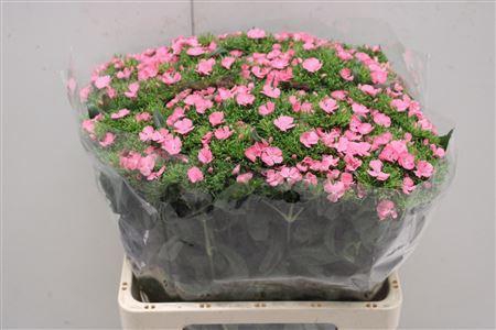 <h4>Di Barb Aldo Rose</h4>