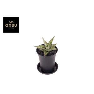 Sansevieria Comet Canoe No.3 in sierpot