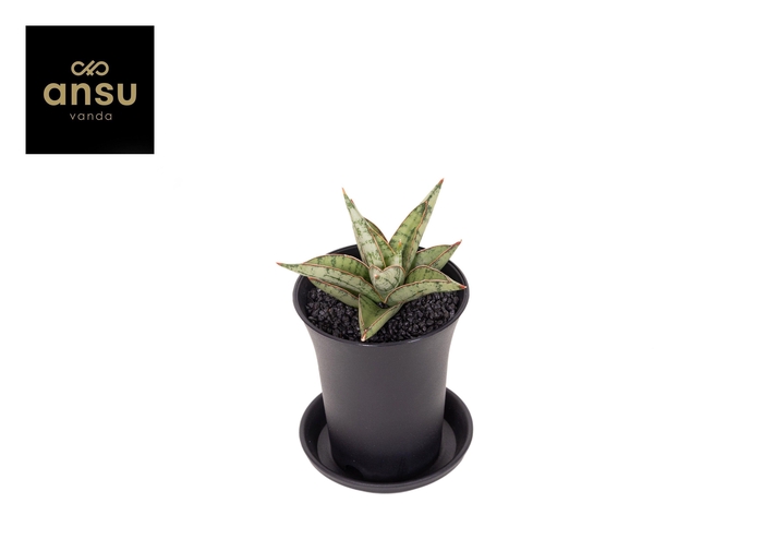<h4>Sansevieria Comet Canoe No.3 in sierpot</h4>