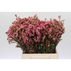 Chamelaucium Sarah's Delight