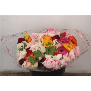 Ran. Su Cloni Mix Corta Extra