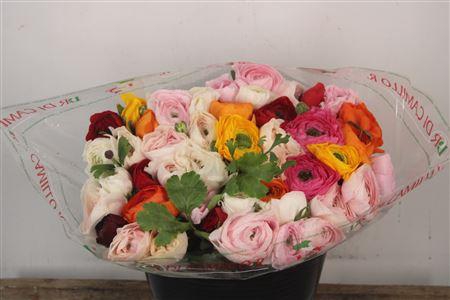 <h4>Ran. Su Cloni Mix Corta Extra</h4>