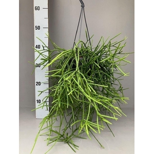 Rhipsalis