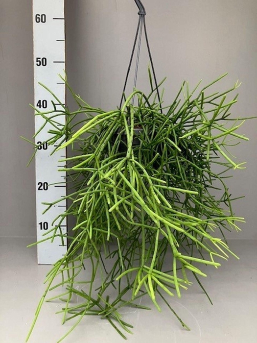 <h4>Rhipsalis</h4>