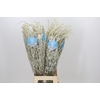 Amaranthus Yearming Desert