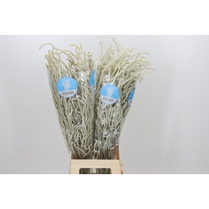 Amaranthus Yearming Desert