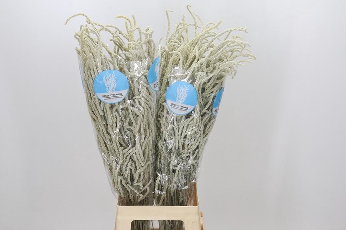 <h4>Amaranthus Yearming Desert</h4>