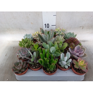 Succulents   ...