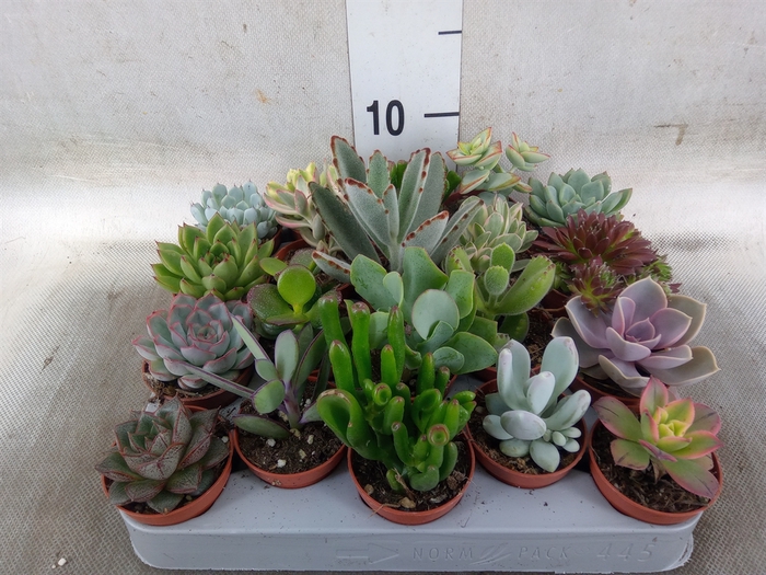 <h4>Succulents   ...</h4>
