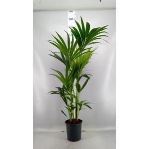 Howea forsteriana
