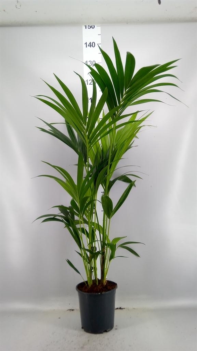 <h4>Howea forsteriana</h4>