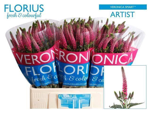 <h4>Veronica Smart Artist</h4>