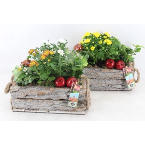 arr4 Outdoor JS - Schors rechth. oor 338/4