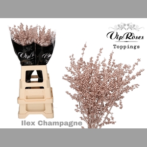 ILEX  CHAMPAGNE 80 cm