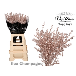 ILEX  CHAMPAGNE 80 cm