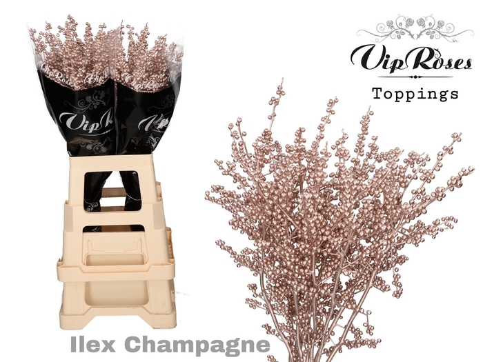 <h4>ILEX  CHAMPAGNE 60 cm</h4>