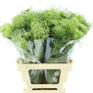 Ammi Visnaga