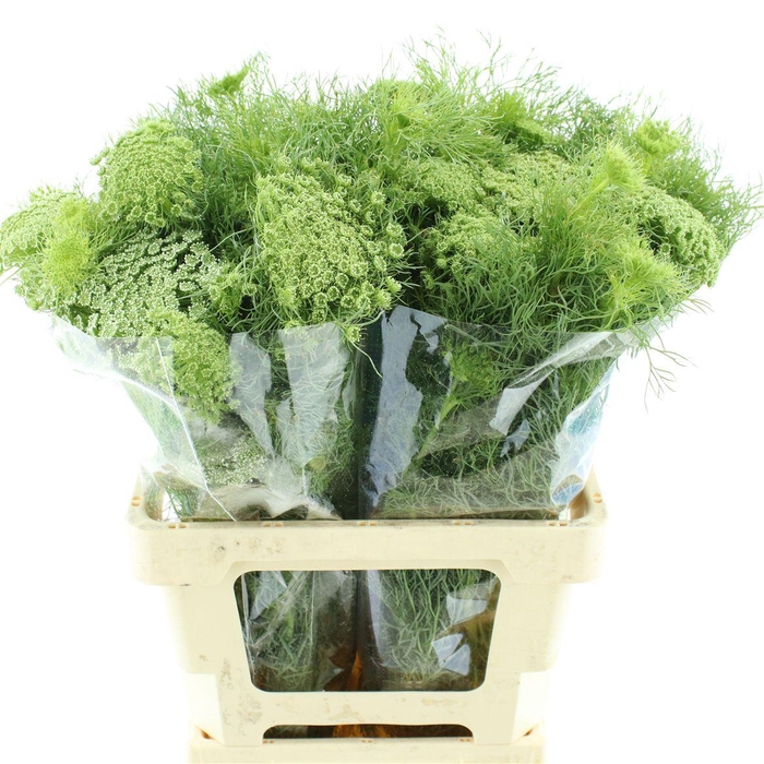 <h4>Ammi Visnaga</h4>
