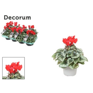 Cyclamen 'Red Metis Decora' | Decorum