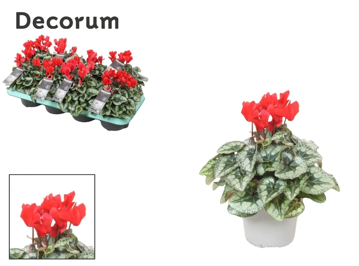 <h4>Cyclamen 'Red Metis Decora' | Decorum</h4>